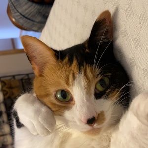 Meet your Posher, Nissa